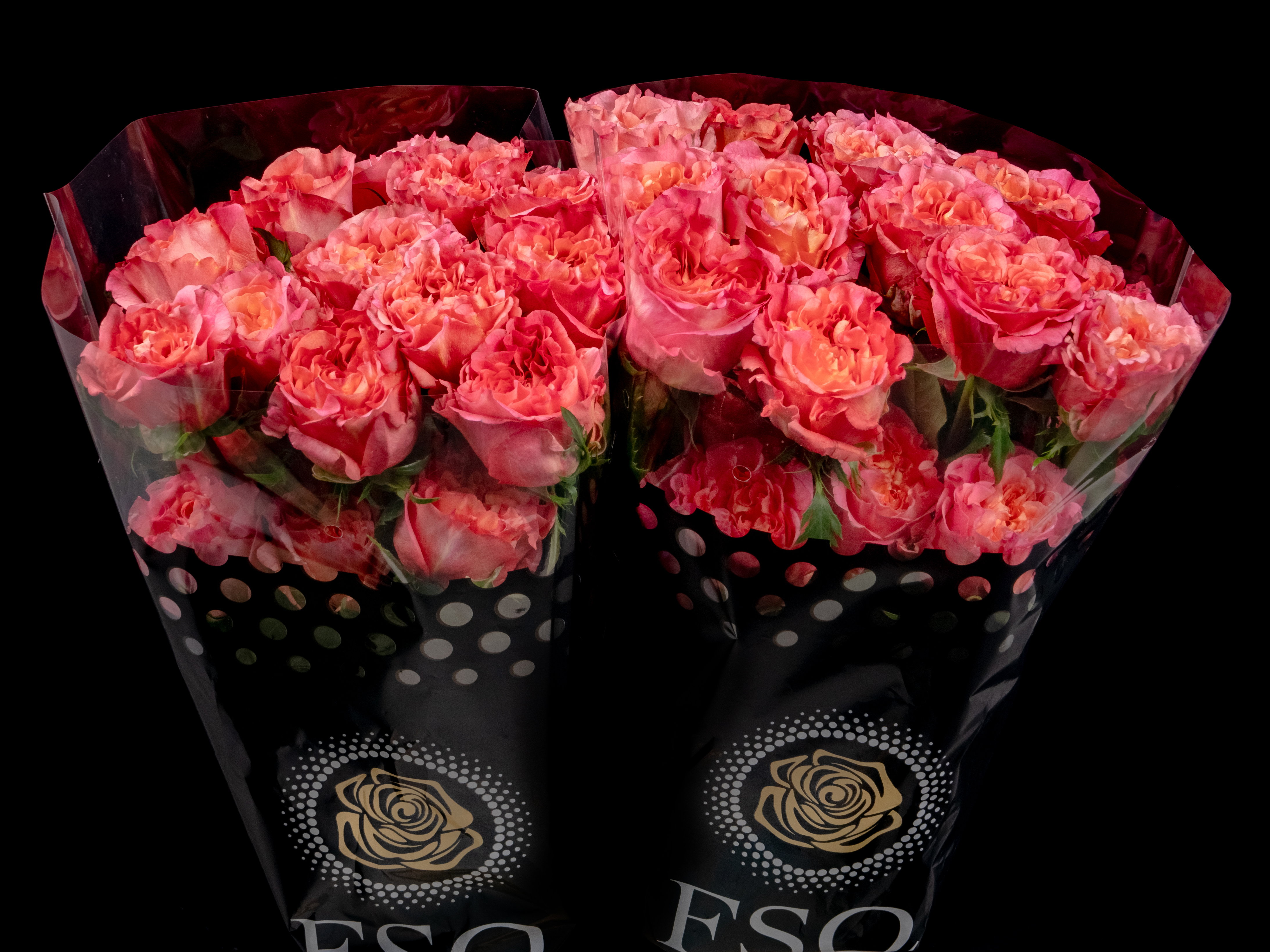 GARDEN ROSE ASHLEY SPIRIT a Pink/Salmon rose from Ecuador